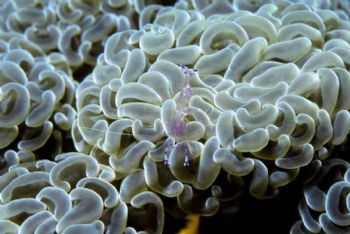 Cleaner shrimp on an anemone, Truuk. Nikon n70 w/105macro by Tom Huff 